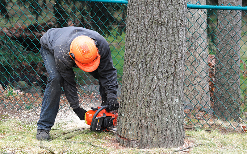 Tree Cutting And Removal