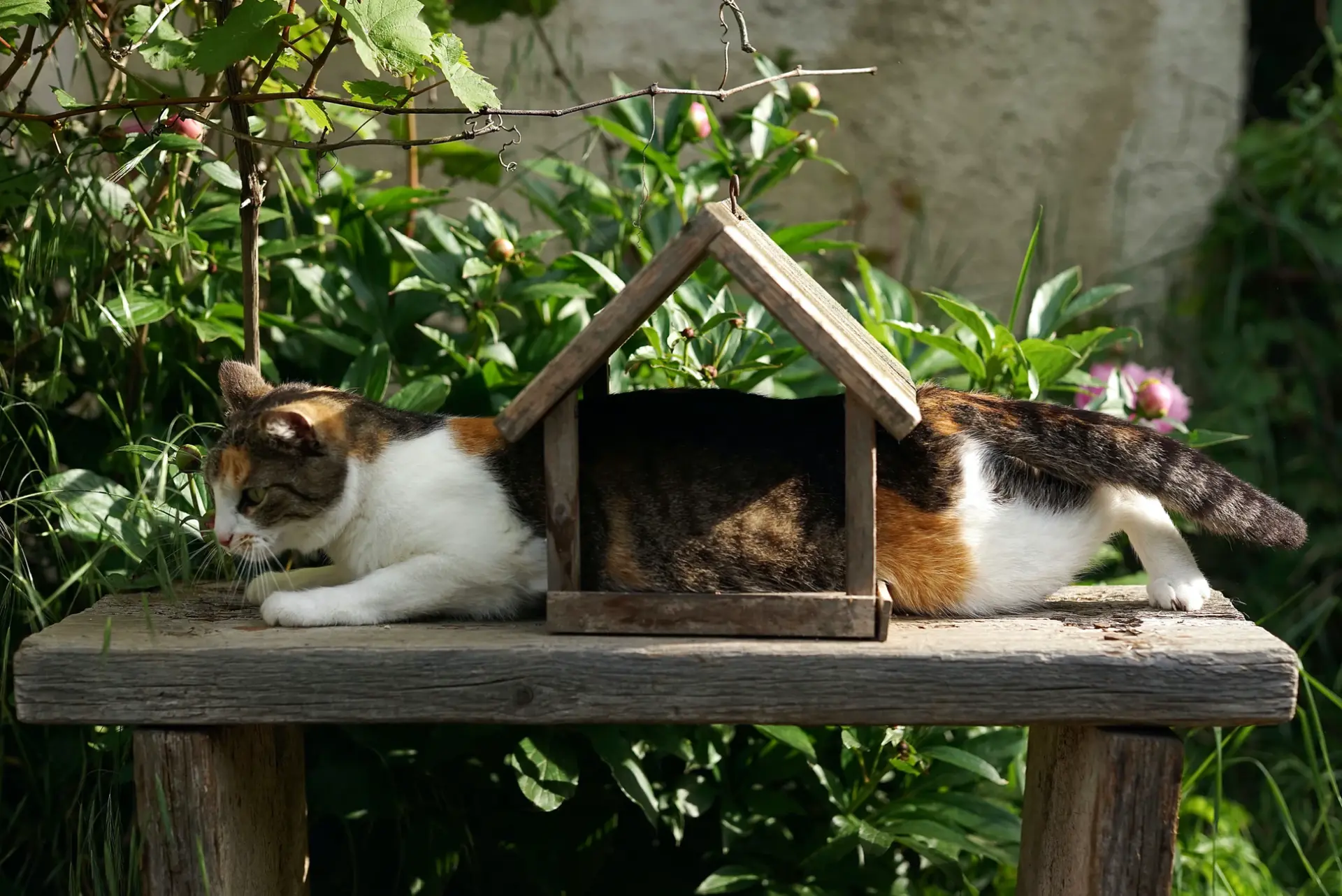 cat sites on a wooden bench with small wooden house on it and tree branches in the background