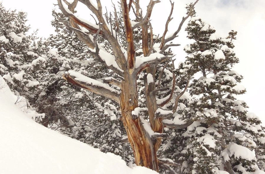Tree with snow on it