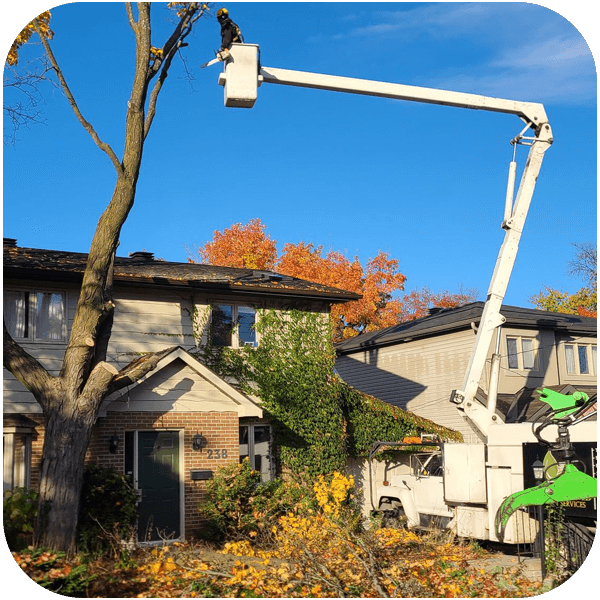 Tree Services Ottawa