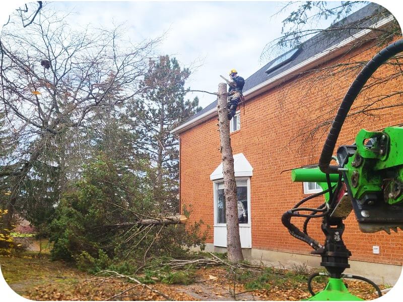 Ottawa ISA Certified Arborist for Tree Removal Near Me