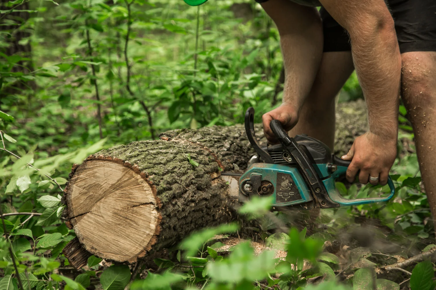 Tree Removal Services