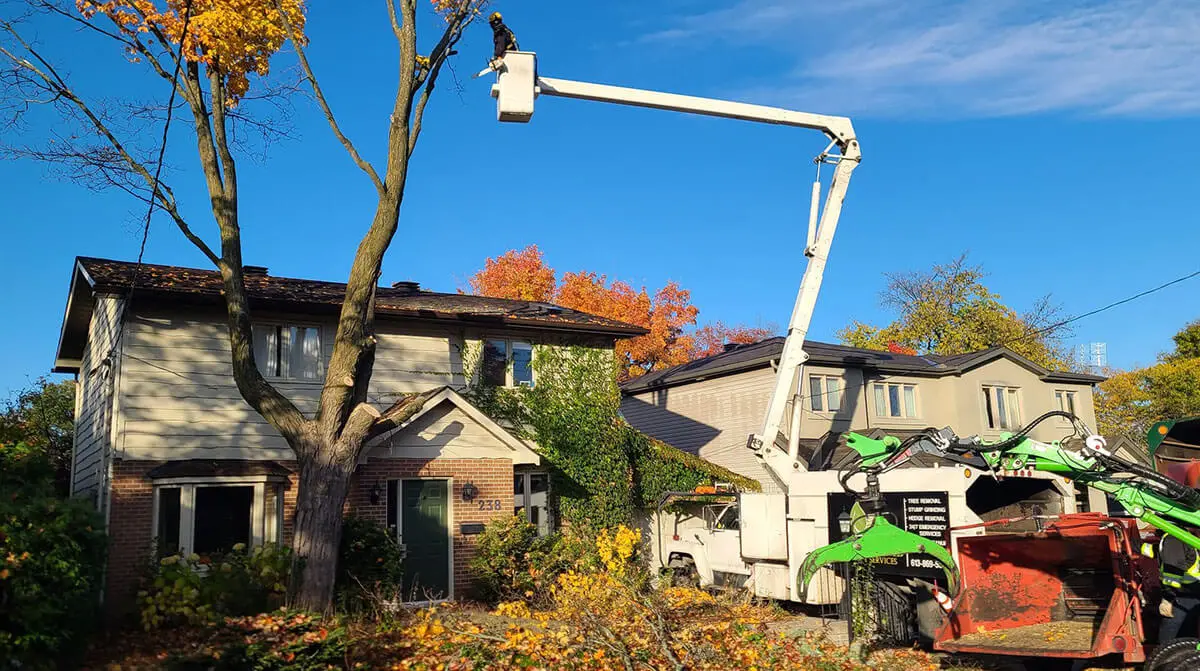 Tree Service Ottawa, Embrun & Russell