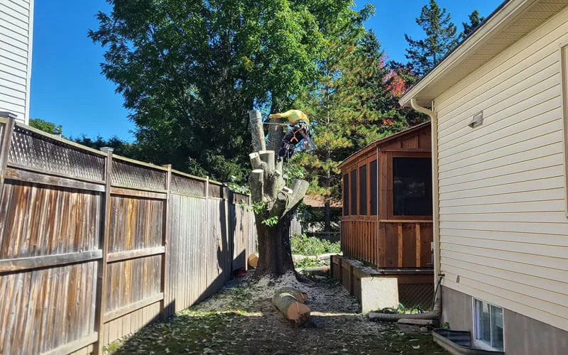 Tree Removal Services Ottawa