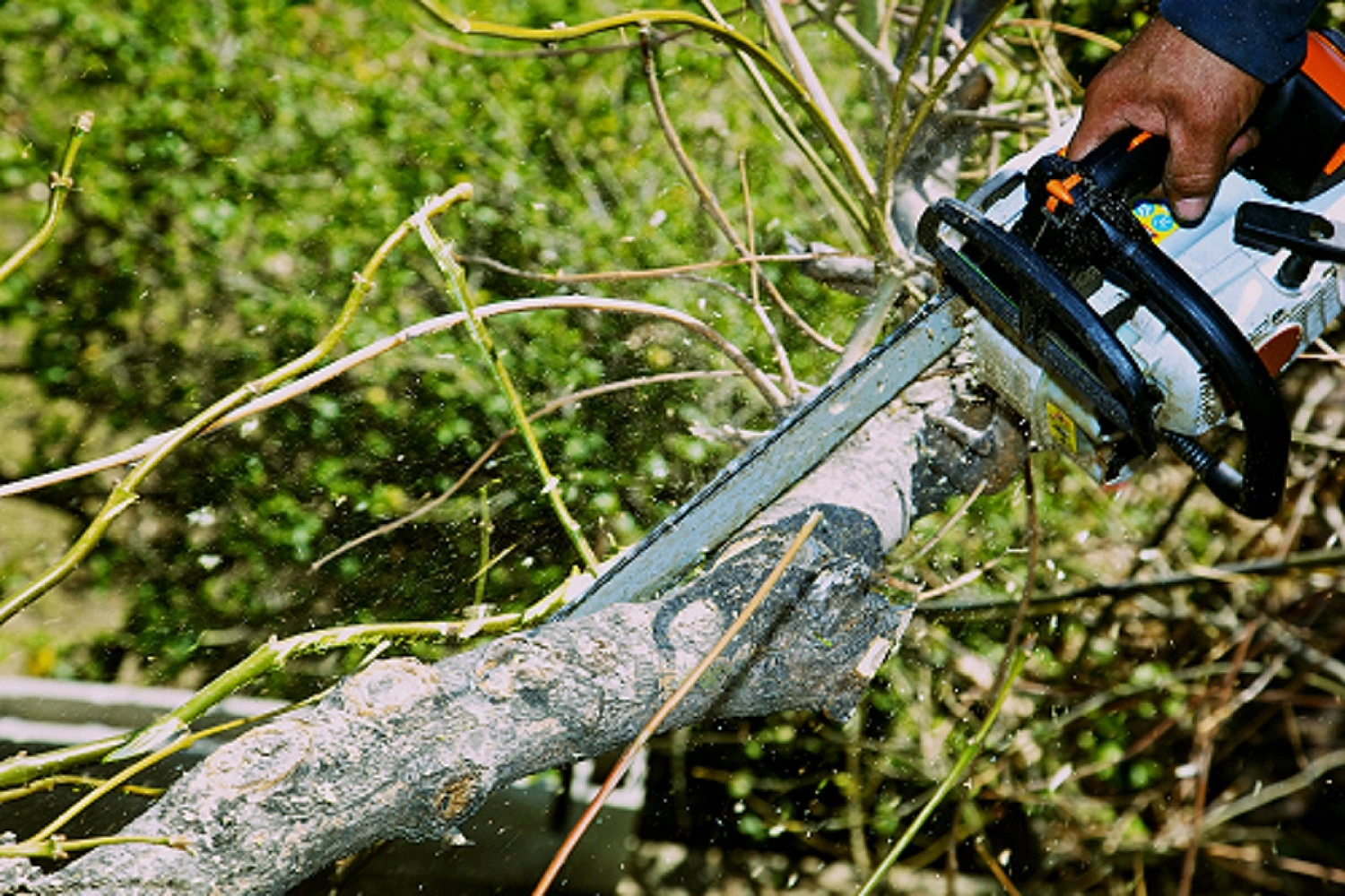Green Thumb Tree Trimming Service