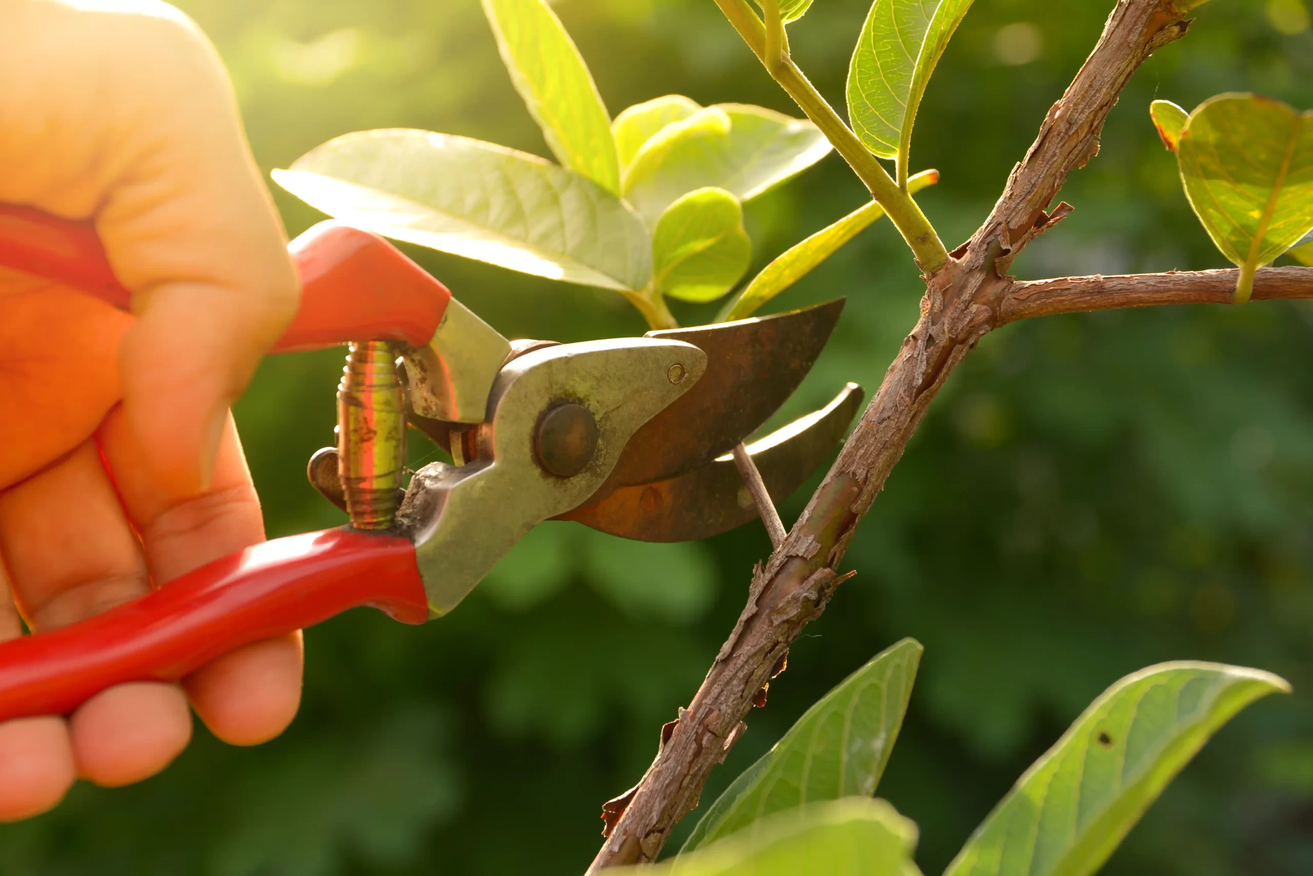 iStock-671789588 5 Key Benefits of Pruning Trees in Your Garden