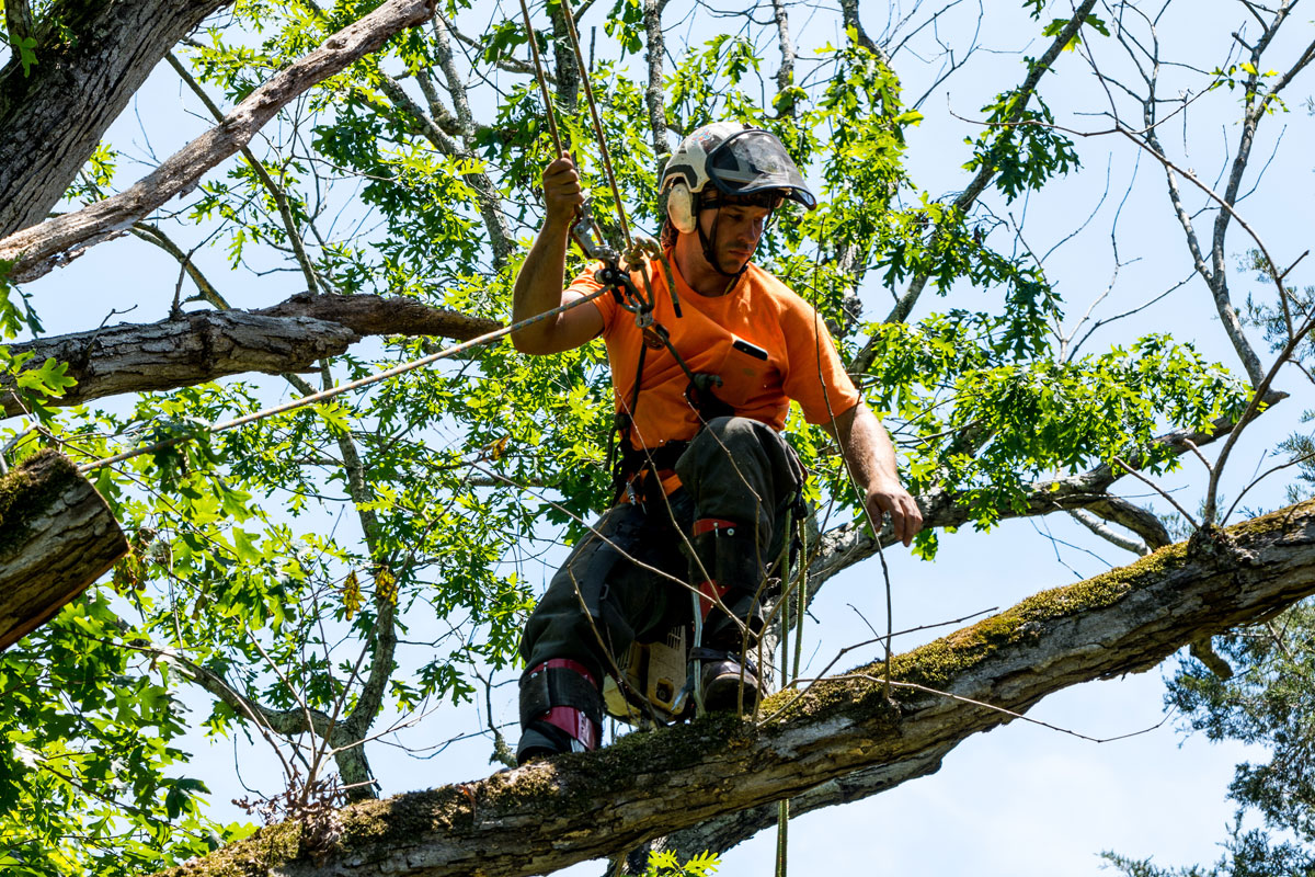 Choose the Right Emergency Tree Removal Service