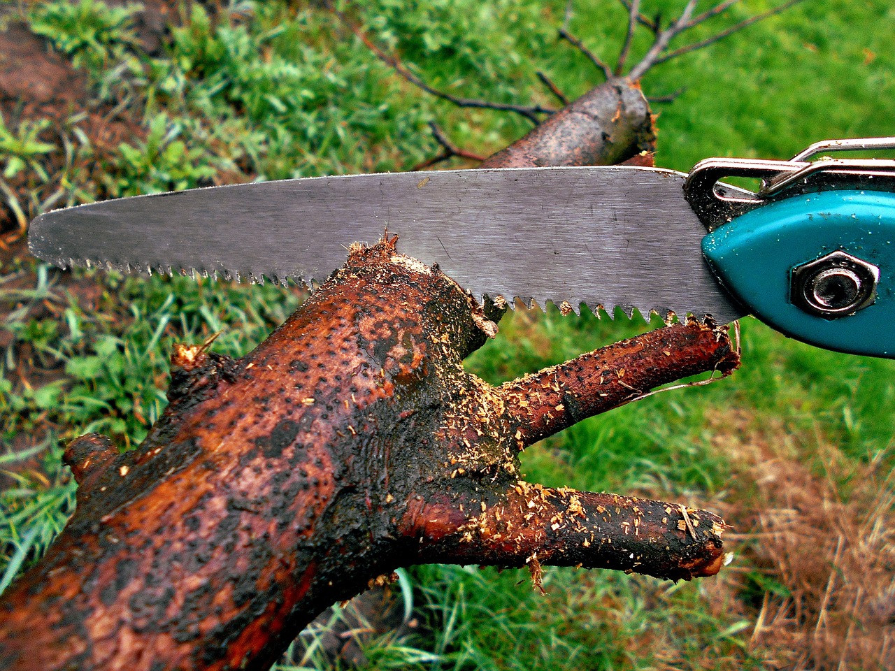 treepruning 5 Key Benefits of Pruning Trees in Your Garden