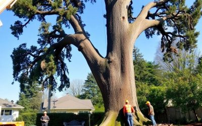 Tree Removal Cost in 2025: What Homeowners Should Expect