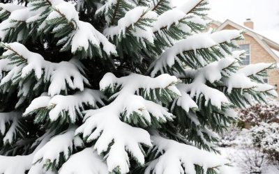 The Hidden Dangers of Snow-Covered Trees on Your Property