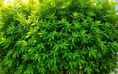 Fast-Growing Privacy Trees That Boost Home Value and Curb Appeal