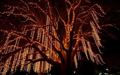 Bringing Your Landscape to Life with Tree Lights in Ottawa