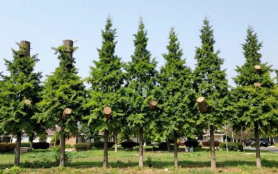 Tree Topping: Why It’s Harmful for Trees & What to Do Instead