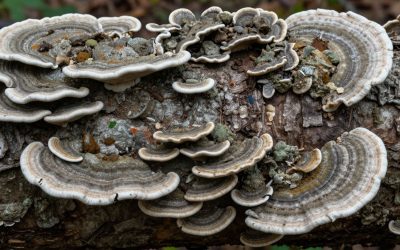 Tree Fungus Identification: How to Spot Common Fungal Diseases on Trees