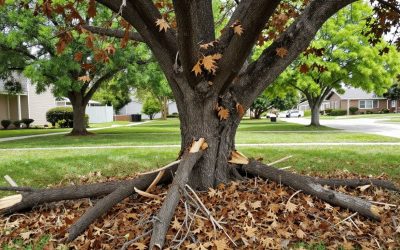 How to Tell If a Tree Is Dying: A Homeowner’s Guide to Tree Removal