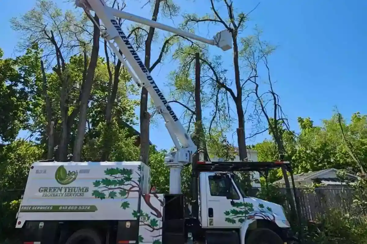 Reliable tree removal by certified professionals