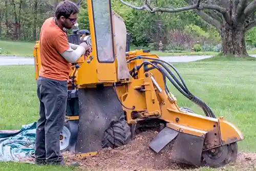 Men grinding tree stump