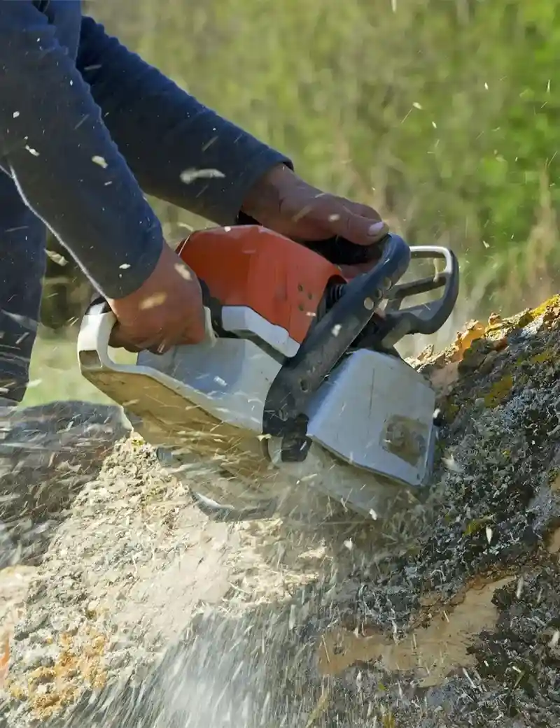 Cutting Tree using a Chainsaw in Ottawa