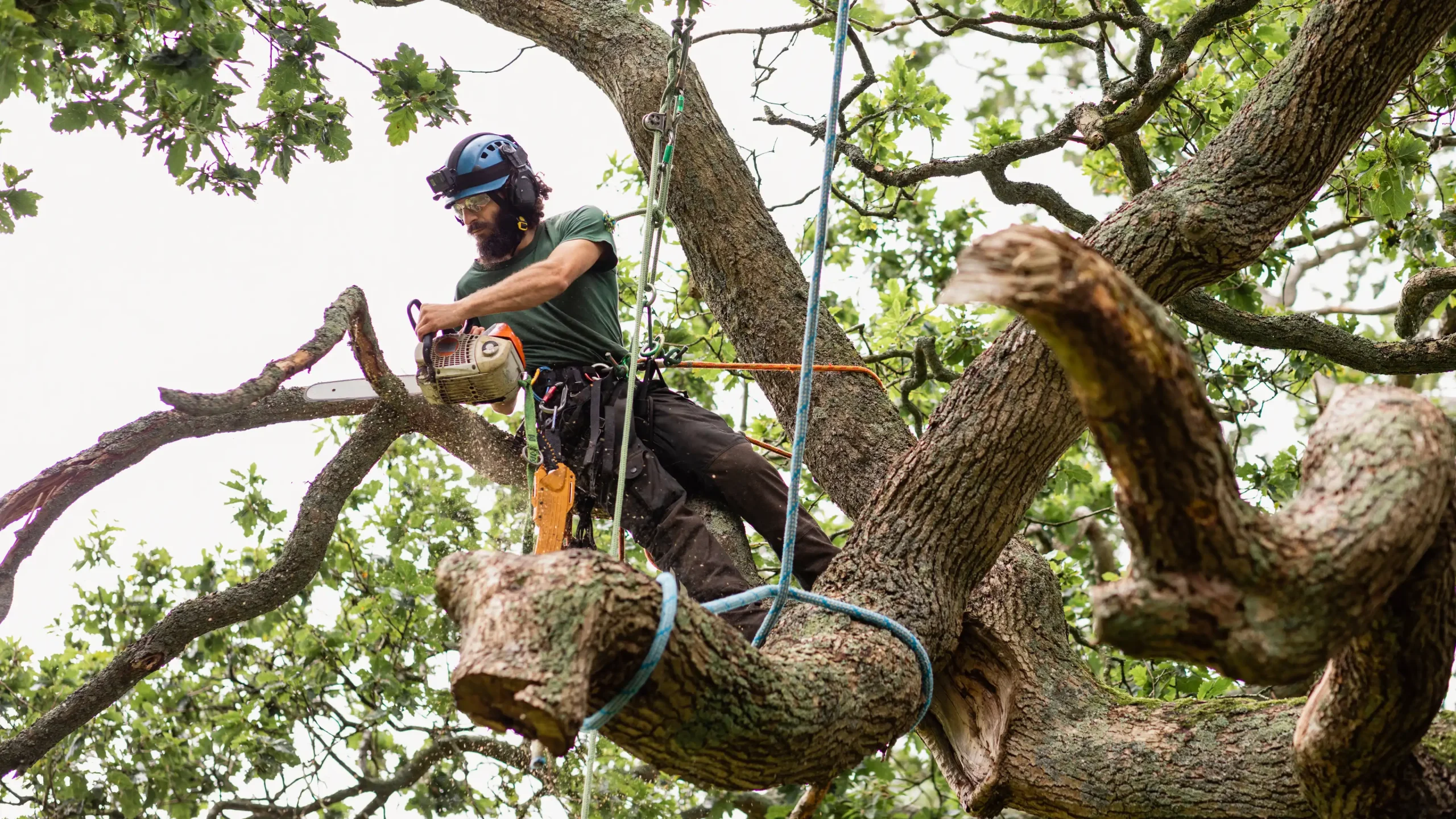 Tree Services Across 22 Ottawa and Eastern Ontario Communities