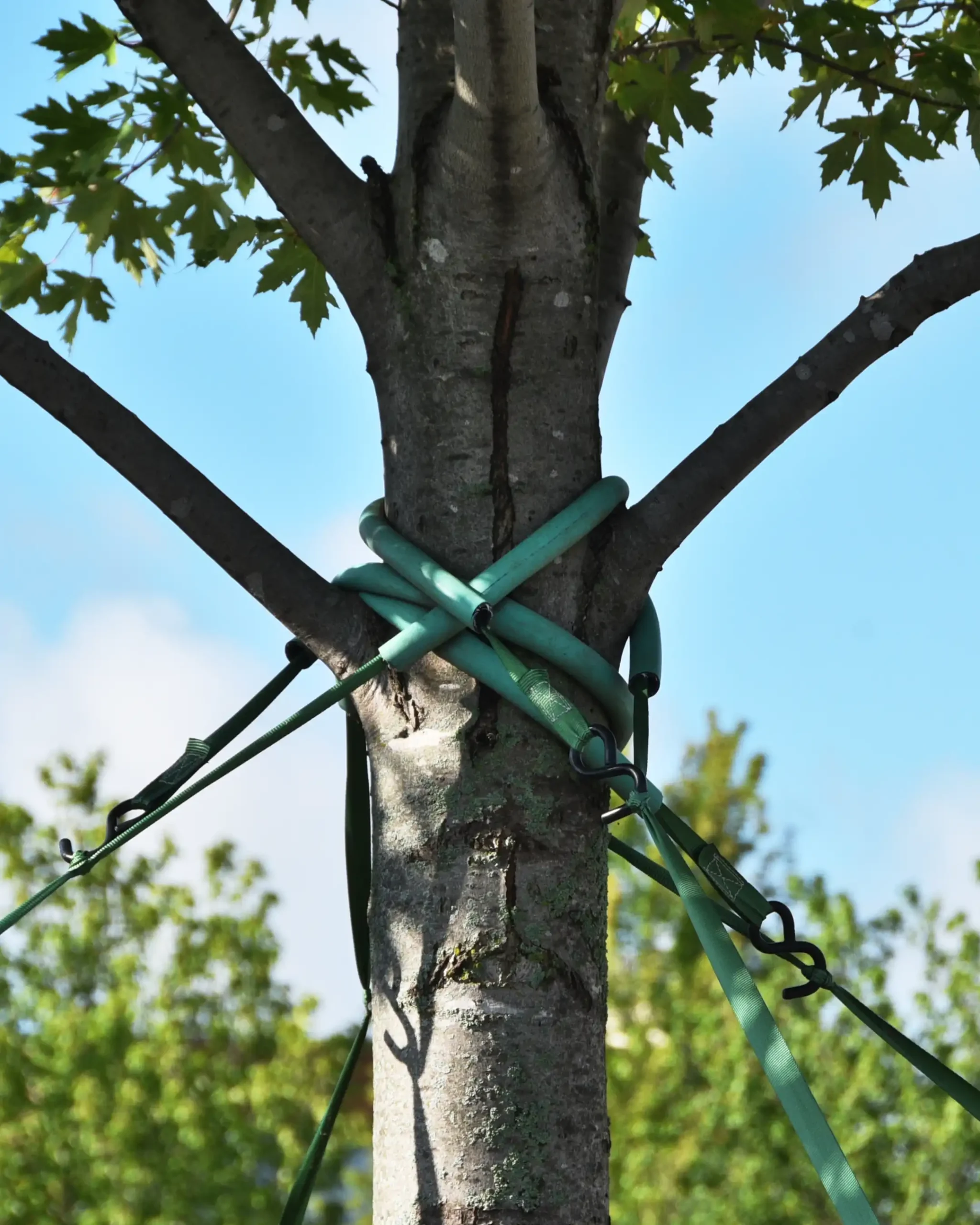 Ottawa Arborist Near Me for Tree Removal Services
