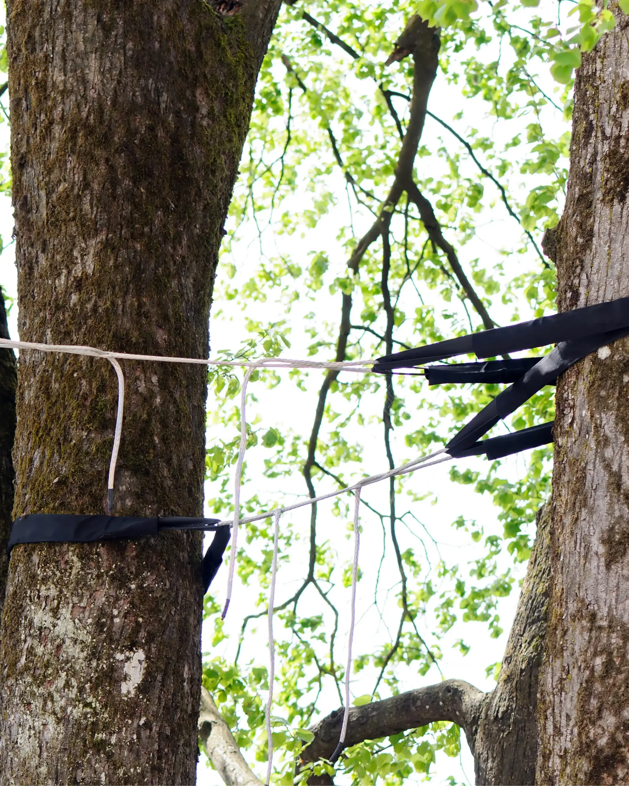 Ottawa Tree Removal Arborist Near Me