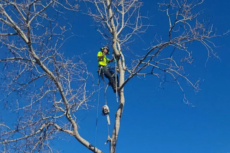 debris hauling cleanup ottawa