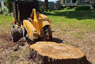 physical hazards posed tree stumps