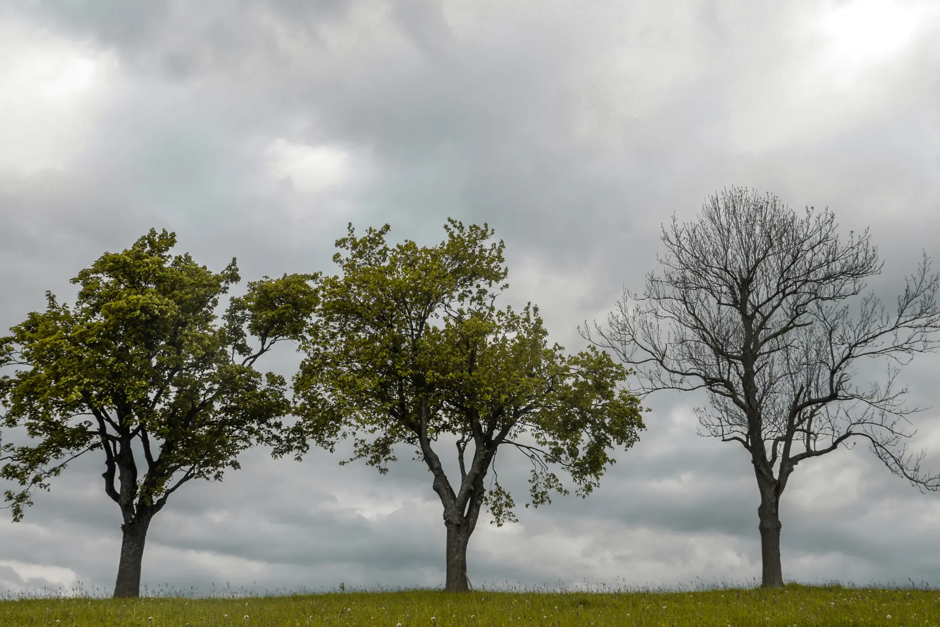 tree on commercial land in ottawa