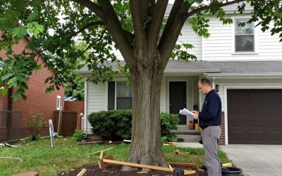 What Happens If You Remove a Protected Tree in Ottawa Without a Permit